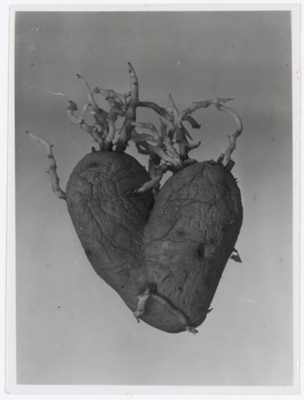 Heart Potato, 1953