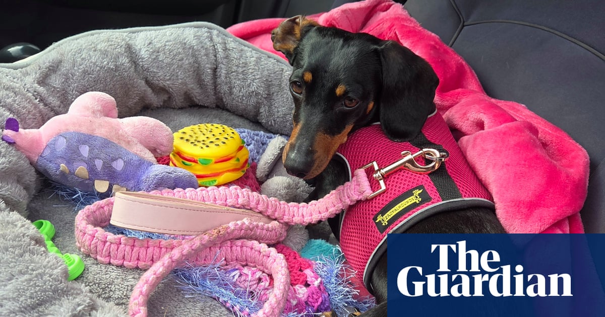What happened next: Valerie the dachshund taught us how to survive – and thrive