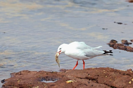 A silver gull eating a fresh fish at the beach