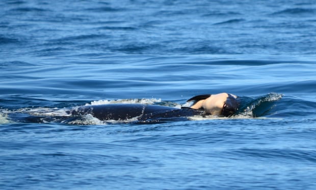 The mother whale, named J35, was carrying the calf on her forehead, researchers said.