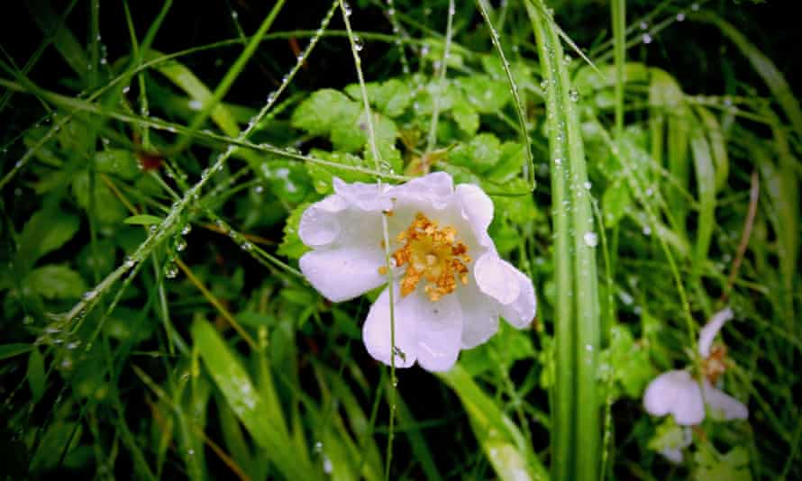 Dog rose