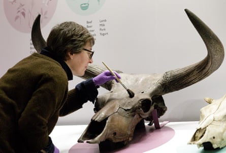 Curator Abigail Coppins dusts the 3,000-year-old skull of a wild aurochs. Aurochs are a species of large wild cattle that became extinct in Britain in 1500BC.