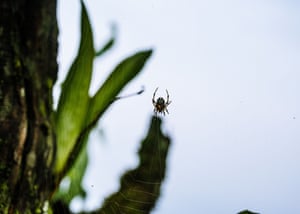 A mountain spider weaves webs to catch prey at dusk at Mangpoo, West Bengal, India