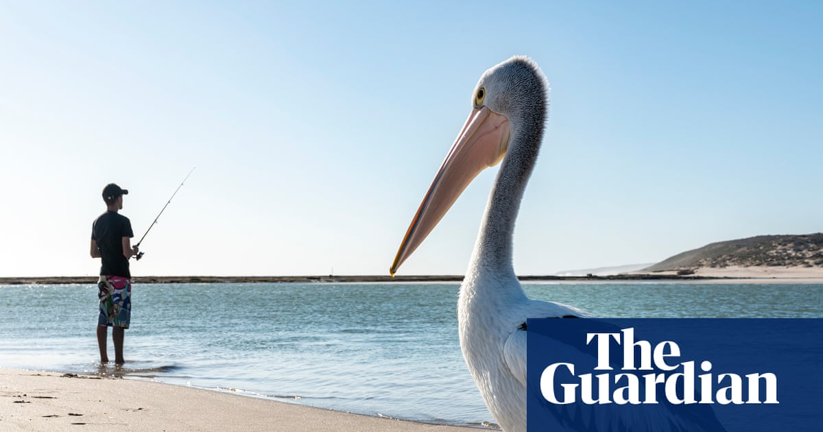 Bird flu has devastated wildlife around the world. What Australian birds are most at risk?