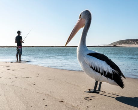 Australian pelican (Pelecanus conspicillatus), Kalbarri, Western Australia - Photograph by David Dare Parker for The Guardian