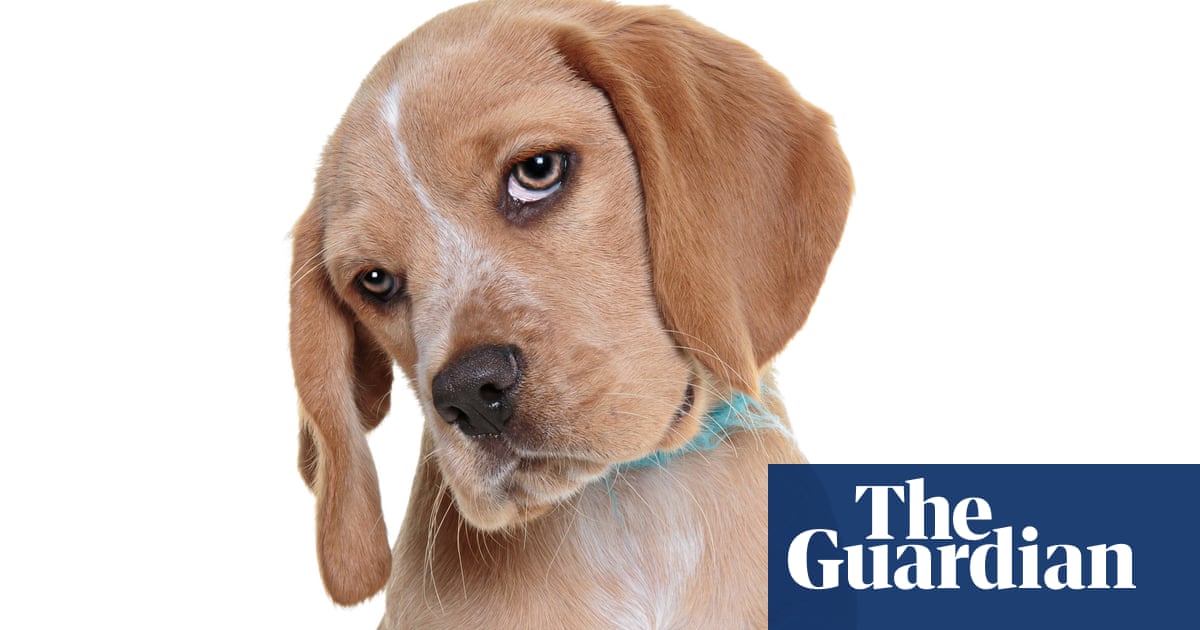 Hot dogs: what soaring puppy thefts tell us about Britain today