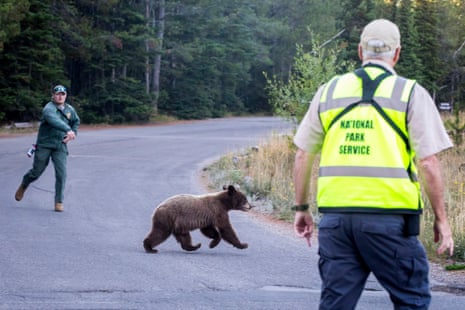 a man throws a rock toward a bear