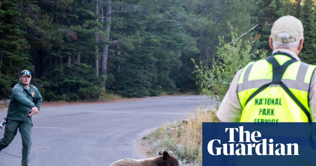 Grizzly reality: US states grapple with uptick in encounters between bears and humans