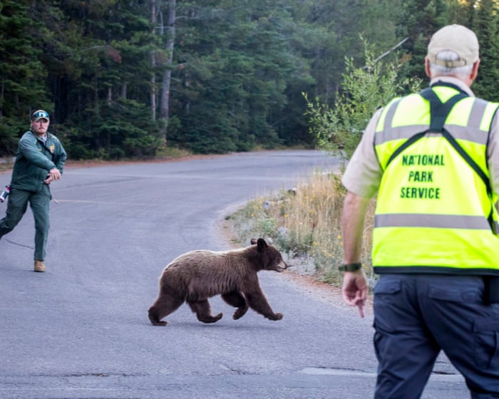 Bear Encounters on the Rise: Are States Failing to Protect Communities?