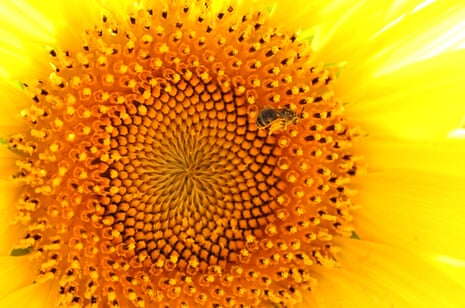 A bee collects pollen from a sunflower in a field in Sera, Japan. Research suggests sunflower pollen could be good news for bumblebees.