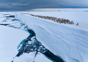 A waddle of penguins walk along the edge of a cliff made of ice with floes in the sea below