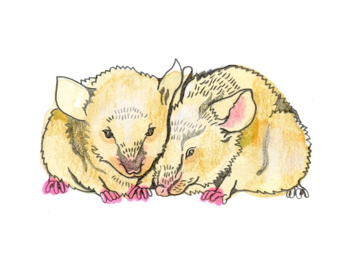 How good is a mouse’s eyesight and what comes after space? The kids’ quiz