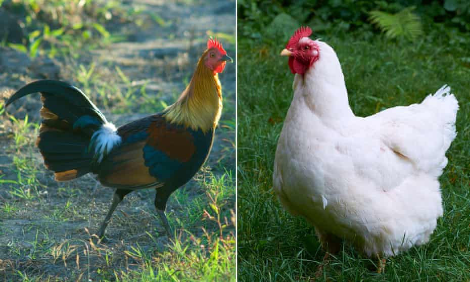 Red jungle fowl and the a modern-day chicken.