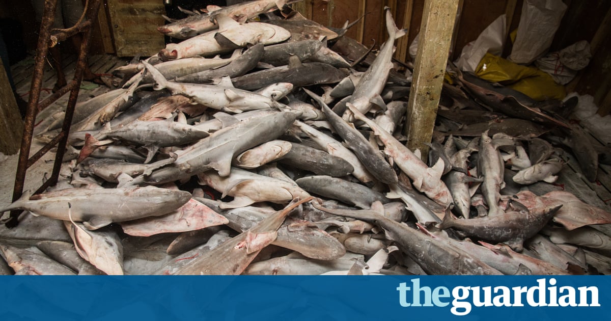 Shark hunt: Sea Shepherd activists bring Timor-Leste police to Chinese-owned boat | Environment