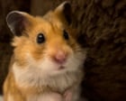 The pet I'll never forget: Popcorn, the hamster who calmed me when nothing else could