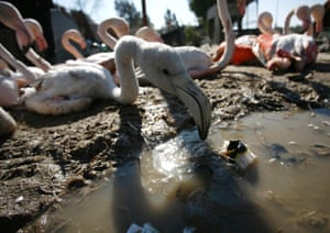 Flamingos are lined up for sale at a black market in the Iraqi holy Shiite city of Najaf