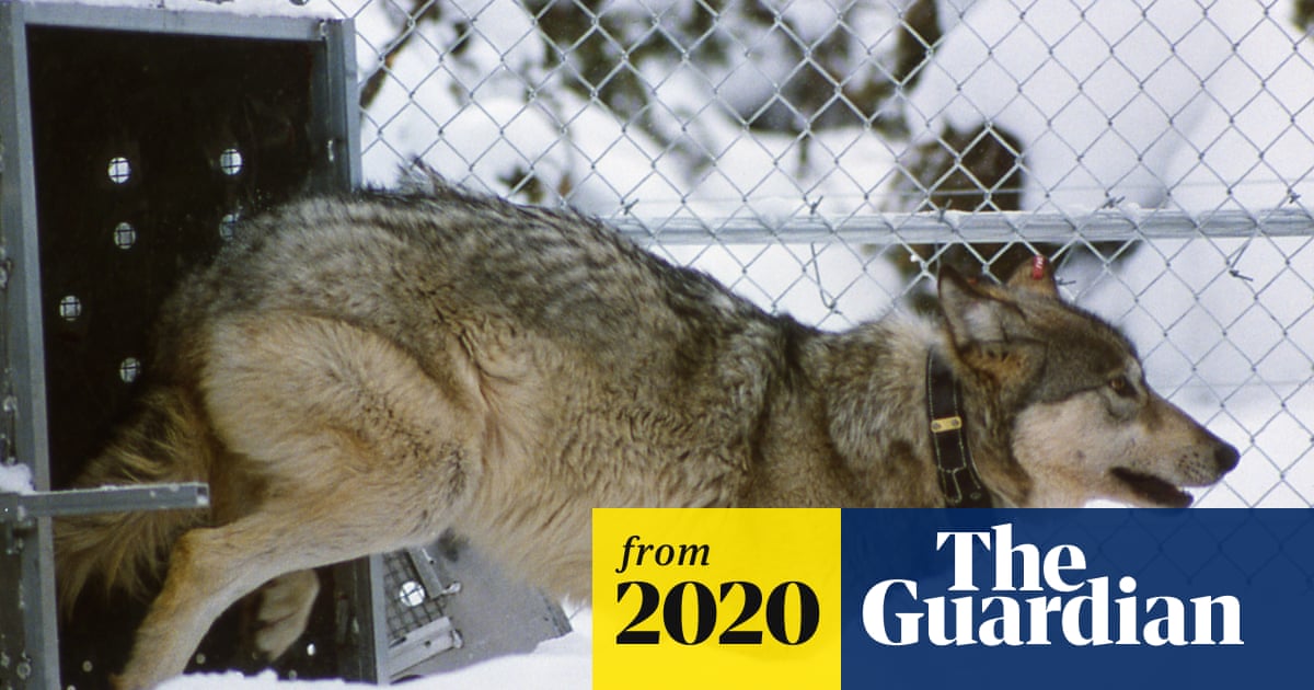 A rewilding triumph: wolves help to reverse Yellowstone degradation