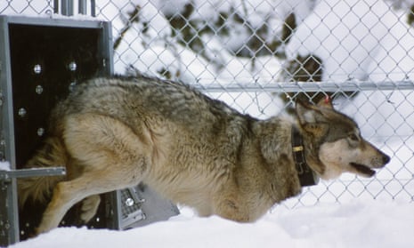 A wolf in Rose Creek pen, 27 January 1996.