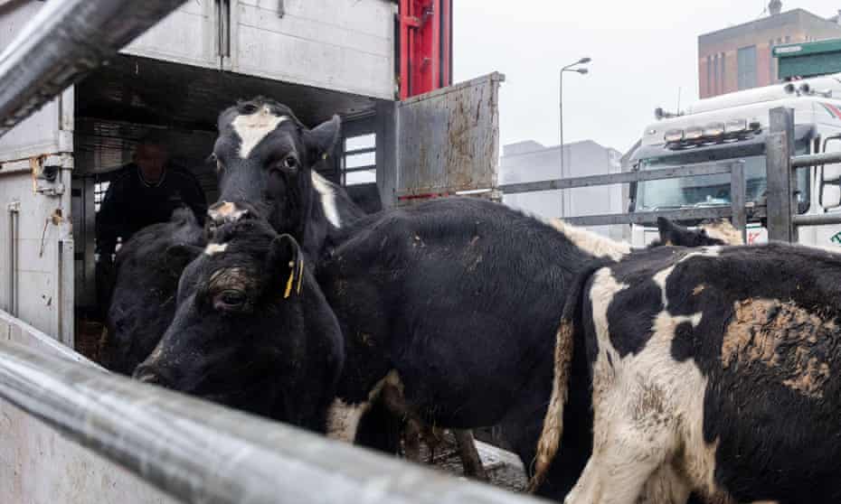 Young bulls are loaded on to a livestock carrier vessel.