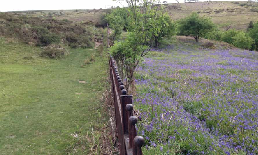 Bluebells carpet the ground