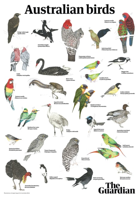 Australian birds poster for Guardian/BirdLife Australia bird of the year poll 2021.