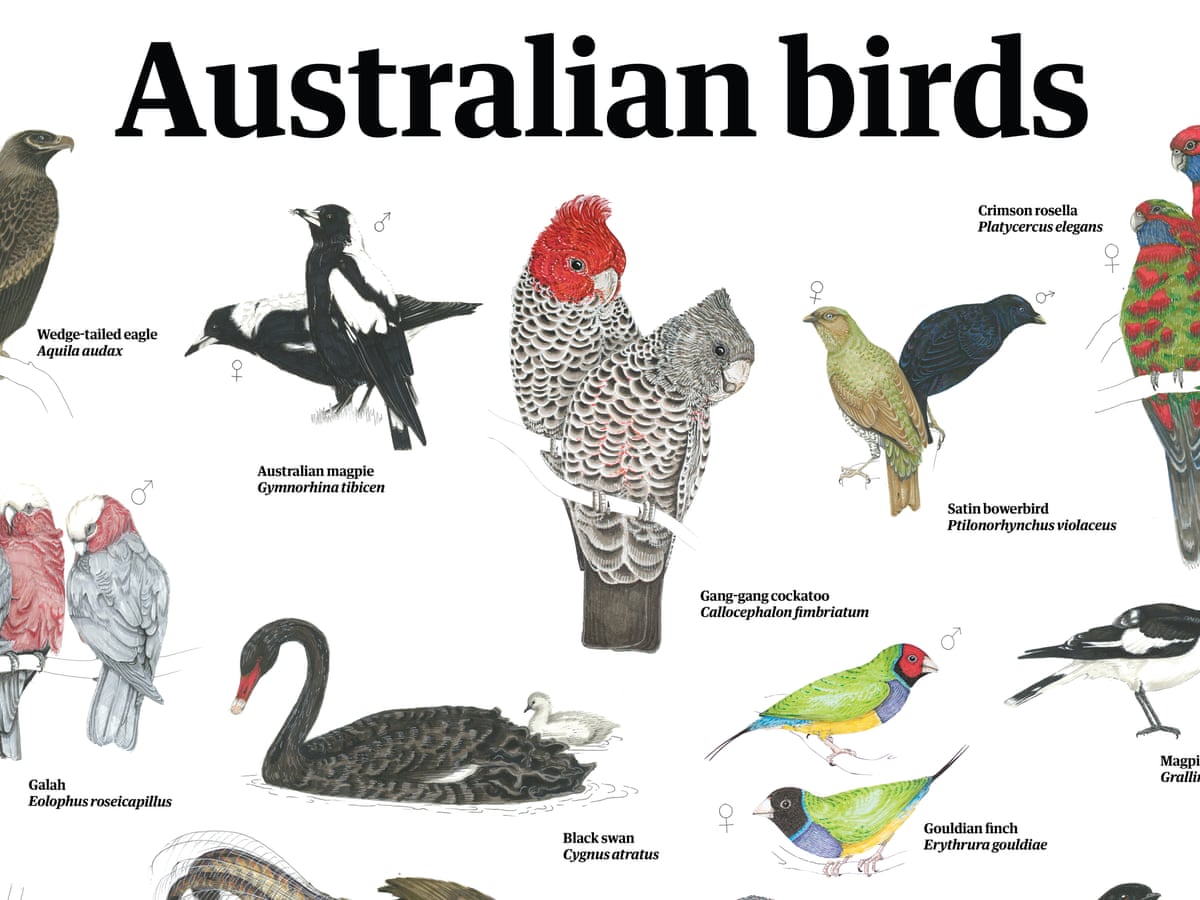 Australian Birds With Name australian-birds-with-name