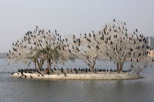 Migratory birds on a tree in a lake in front of one of the palaces of Iraq’s late deposed president Saddam Hussein, near Baghdad airport, as flocks of birds fly over Iraq in winter searching for warmer territories
