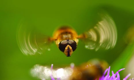 A hoverfly flying above a flower