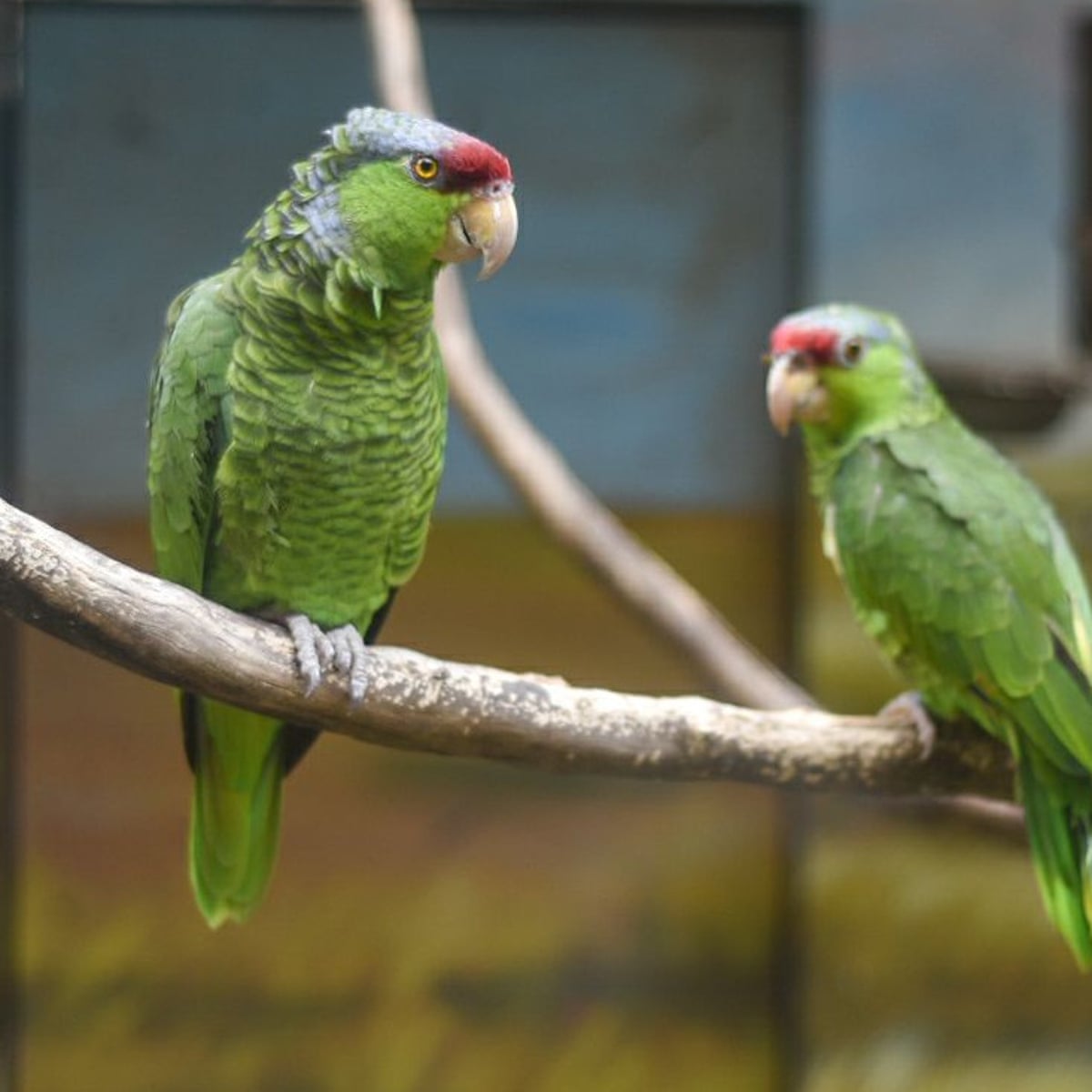 Parrots taught to video call each other become less lonely, finds ...