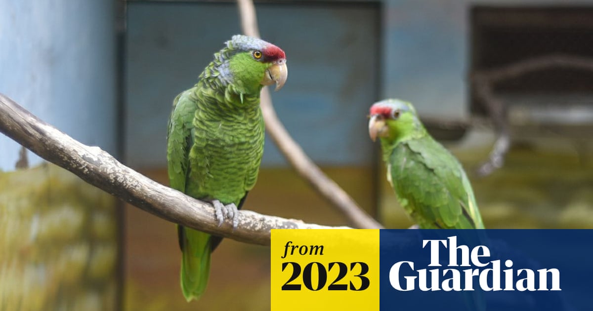 www.theguardian.com