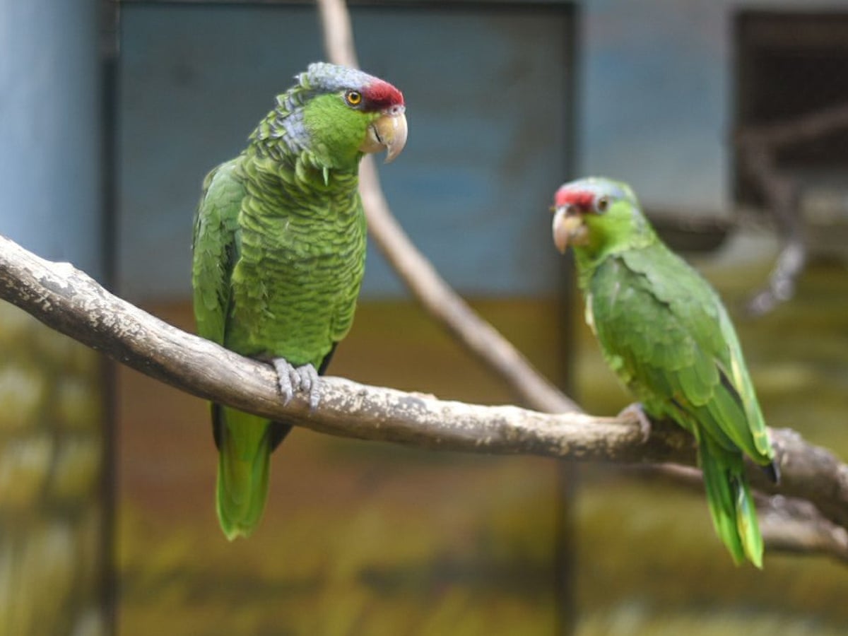 Parrots taught to video call each other become less lonely, finds ...