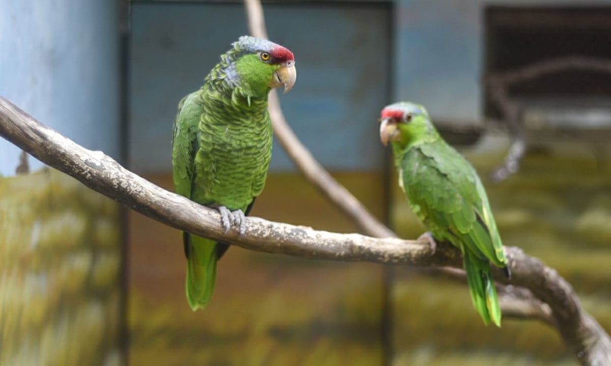 Parrots taught to video call each other become less lonely, finds ...