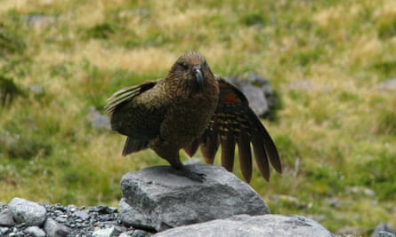 A kea, pictured in New Zealand in January 2019.
