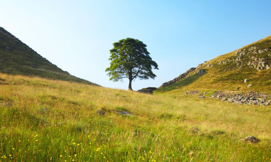 Sycamore Gap, a famous landmark not far from Housesteads Fort.