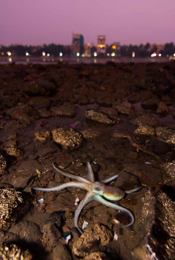 Une pieuvre à Juhu Beach.