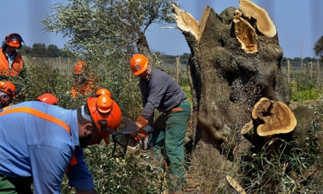 Workers cut down an olive tree infected with the Xylella fastidiosa bacteria
