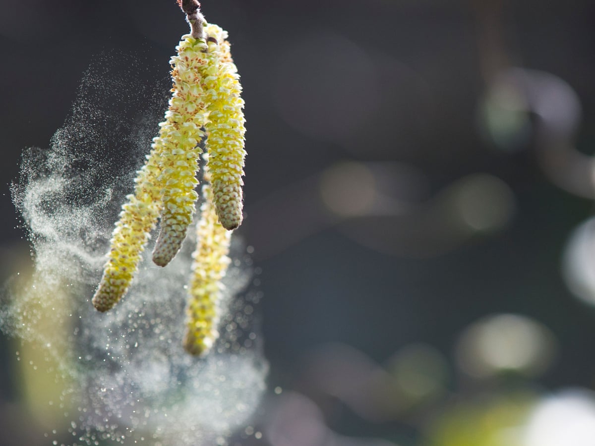 Seven Ways To Deal With Hay Fever Hay Fever The Guardian Seven Ways To Deal With Hay Fever Hay Fever The Guardian