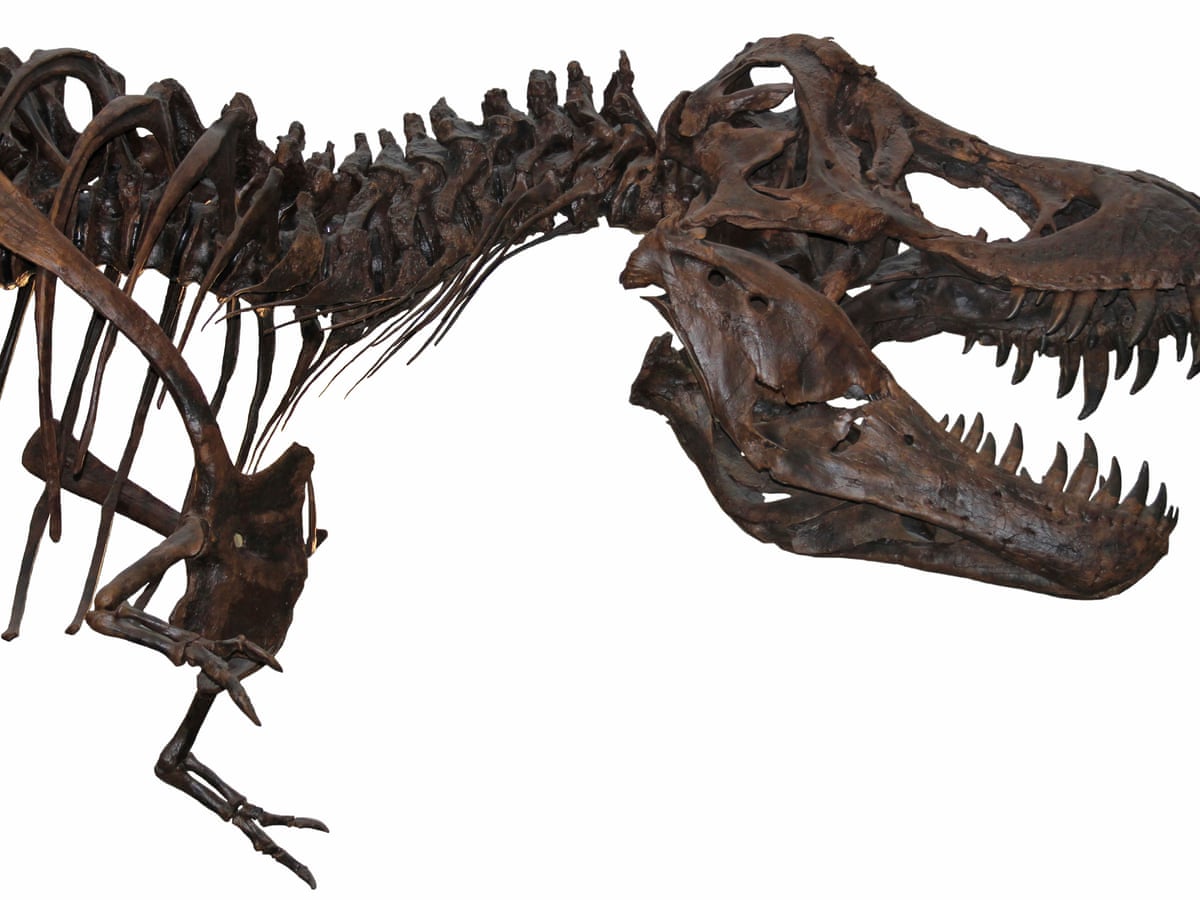 palaeontologist steve brusatte we owe
