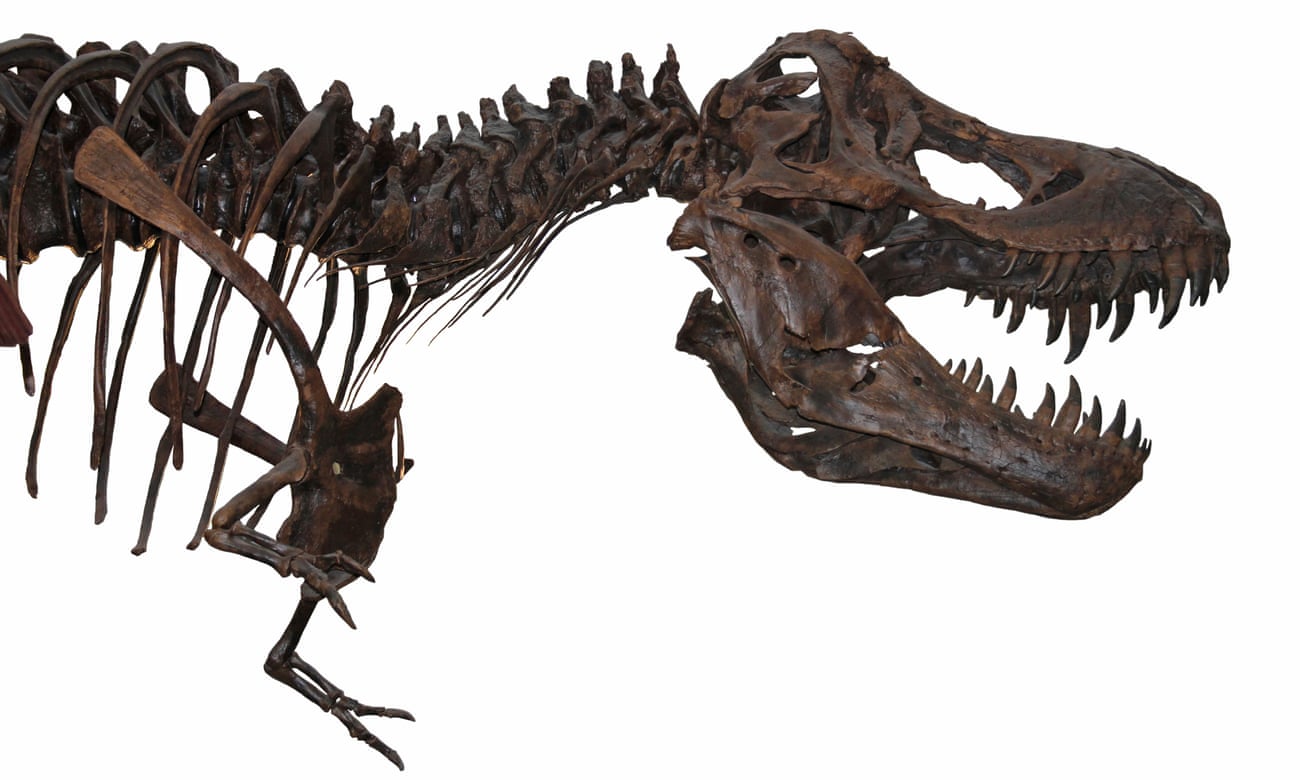 A T rex skeleton