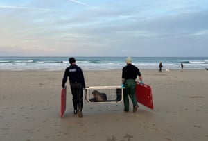 The week in wildlife – in pictures 8 A grey seal pup is released back into the wild after it was found injured and starving on a beach in west Cornwall