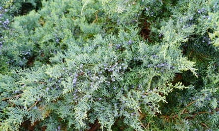 View of a Grey Owl juniper shrub (Juniperus Virginiana)