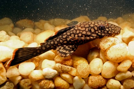 A bristlenose catfish swimming along among pebbles.