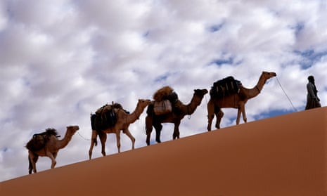 Camels cross the desert.