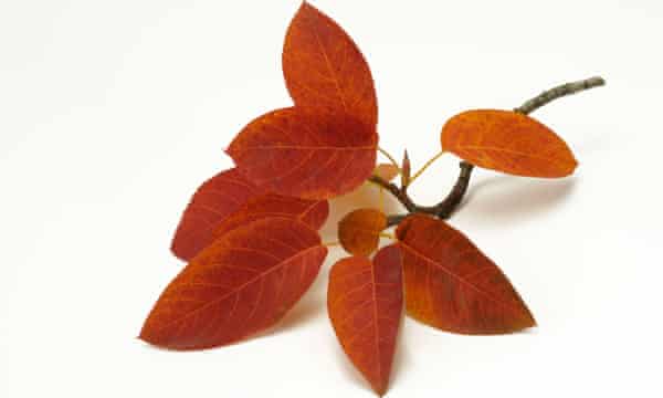 Take a leaf from James’s book: a pretty amelanchier will help absorb carbon.