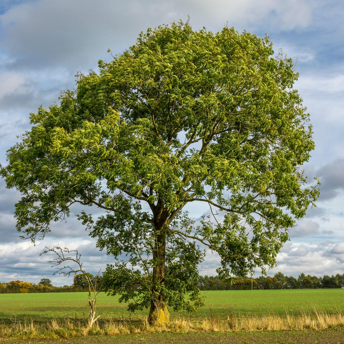 New hope': ash trees rapidly evolving resistance to dieback, study reveals | Ash dieback | The Guardian