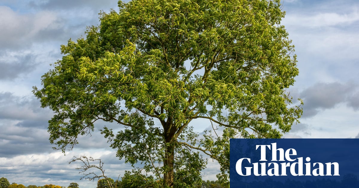 ‘New hope’: ash trees rapidly evolving resistance to dieback, study reveals | Ash dieback ‘New hope’: ash trees rapidly evolving resistance to dieback, study reveals | Ash dieback