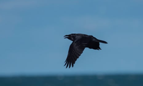 A raven in flight over the sea in Wales with a blue sky.