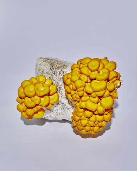 yellow mushrooms growing on an organic substance