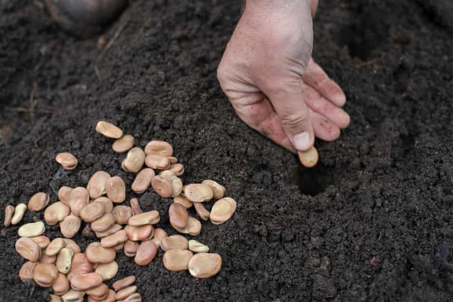 Start small: why growing from seeds is the best way to garden 1 Allan plants broad bean seeds.