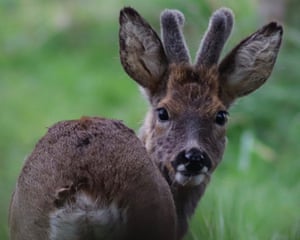 Oxfordshire, UK ‘This lovely young deer is a regular visitor to my garden. He’s usually alone, possibly an orphan, but hopefully resourceful enough to survive.’